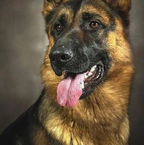 Meet your Posher, Bo